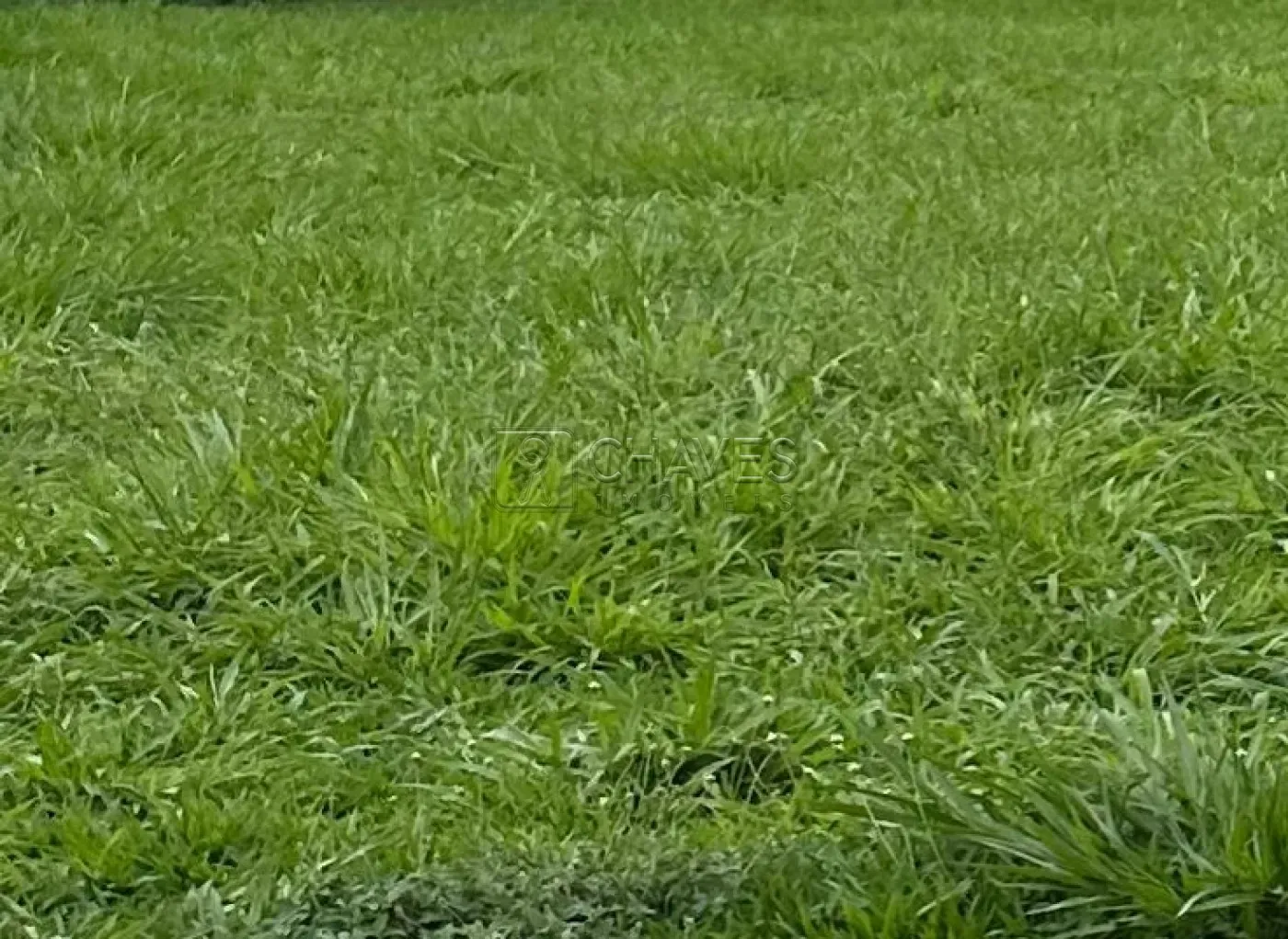 Comprar Terreno / Condomínio em Ribeirão Preto R$ 765.000,00 - Foto 1