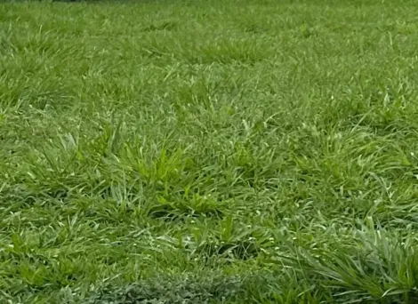 imagem 1 - Terreno em condomínio de 504 m² à venda no condomínio Alphaville I, Zona Sul de Ribeirão Preto imagem 1 - Terreno em condomínio de 504 m² à venda no condomínio Alphaville I, Zona Sul de Ribeirão Preto