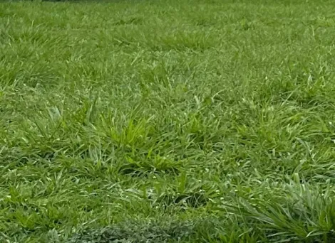 imagem 1 - Área de 1024m² à venda no condomínio Ipê Branco, Vila do Golf , Ribeirão Preto imagem 1 - Área de 1024m² à venda no condomínio Ipê Branco, Vila do Golf , Ribeirão Preto